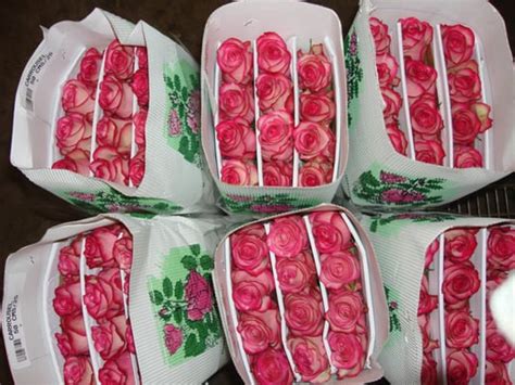 sales reps wanted botanica wholesale florist